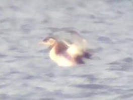 Red-necked Grebe - ML496028291