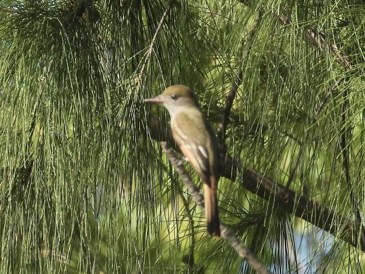 Great Crested Flycatcher - ML496028421