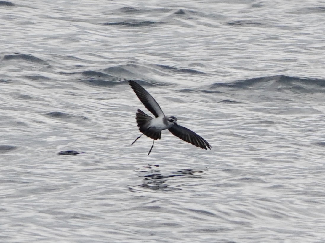 White-faced Storm-Petrel - ML496029191