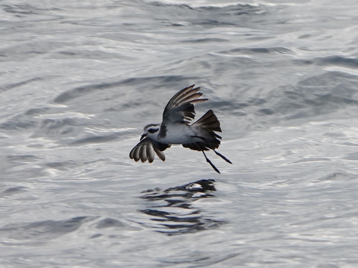 White-faced Storm-Petrel - ML496029201