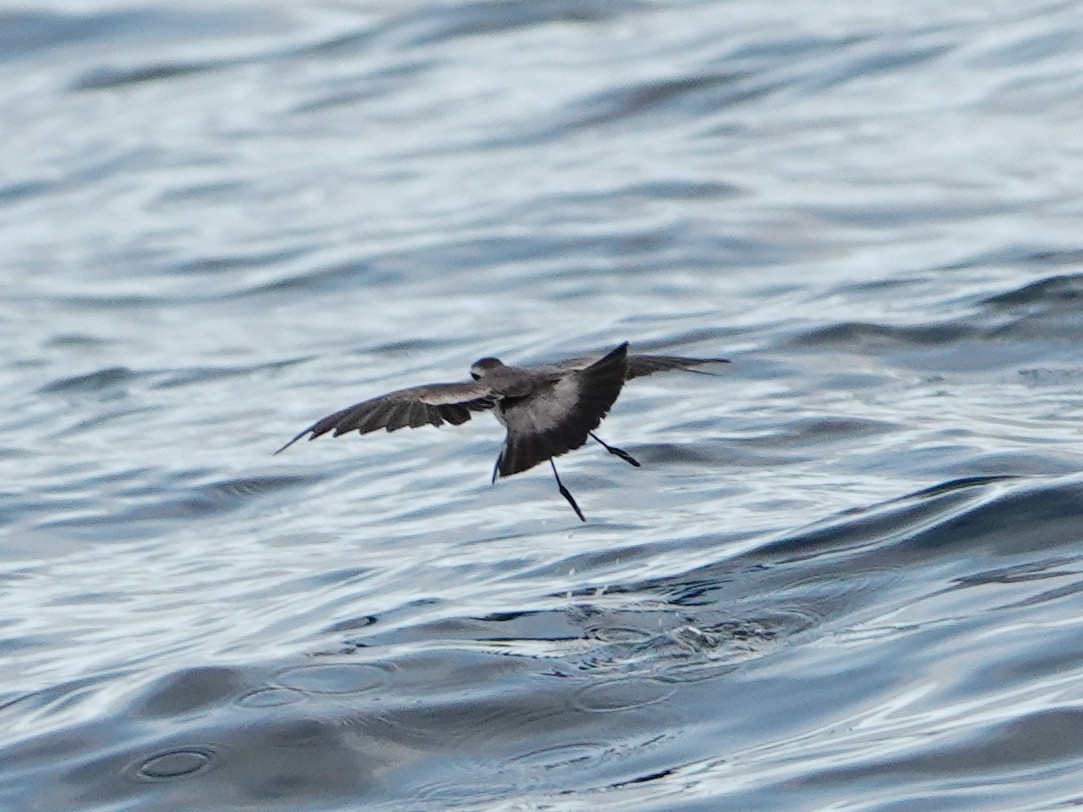 White-faced Storm-Petrel - ML496029211