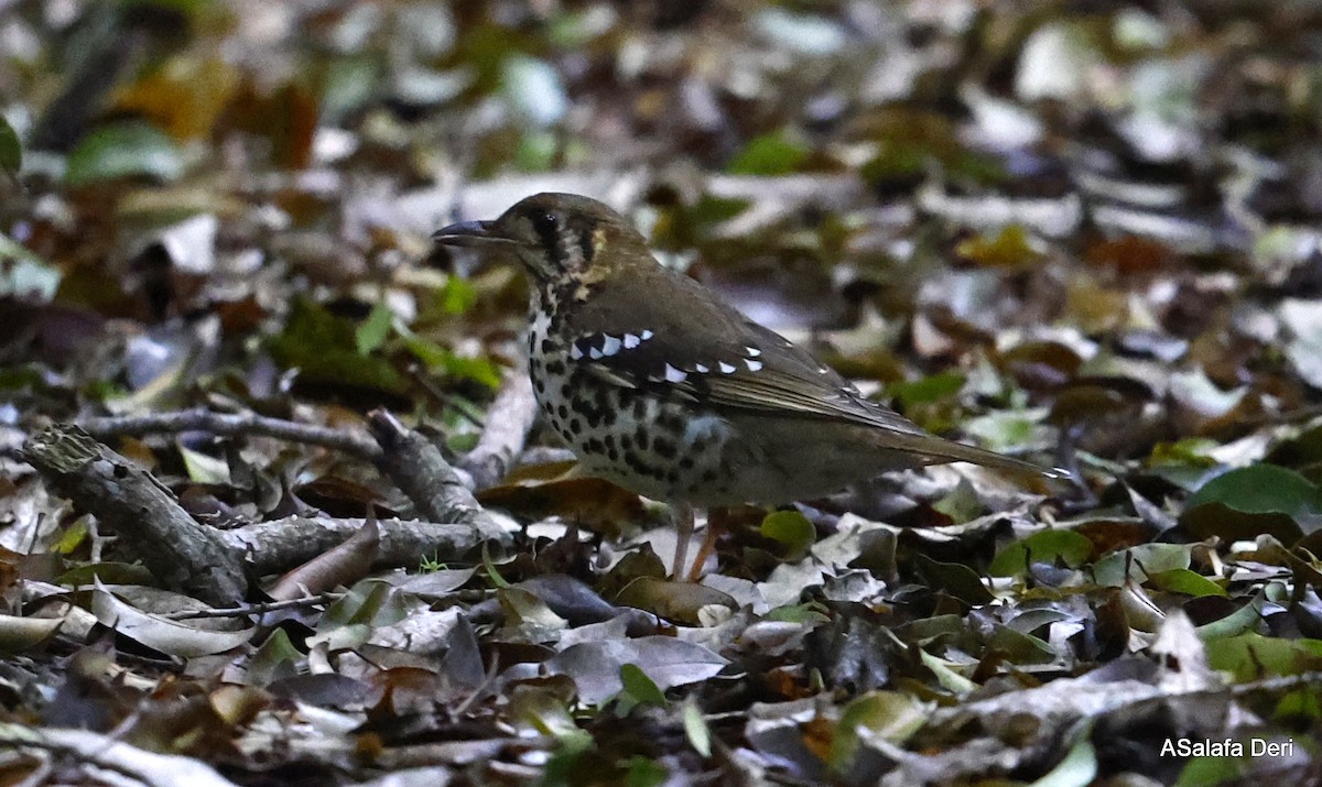 Spotted Ground-Thrush (Spotted) - ML496031741