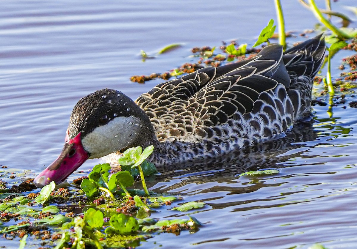 Red-billed Duck - ML496031761