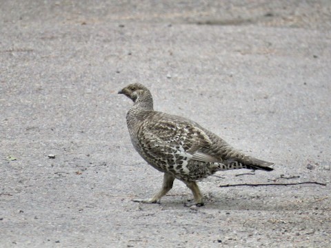 Dusky Grouse - ML496032111