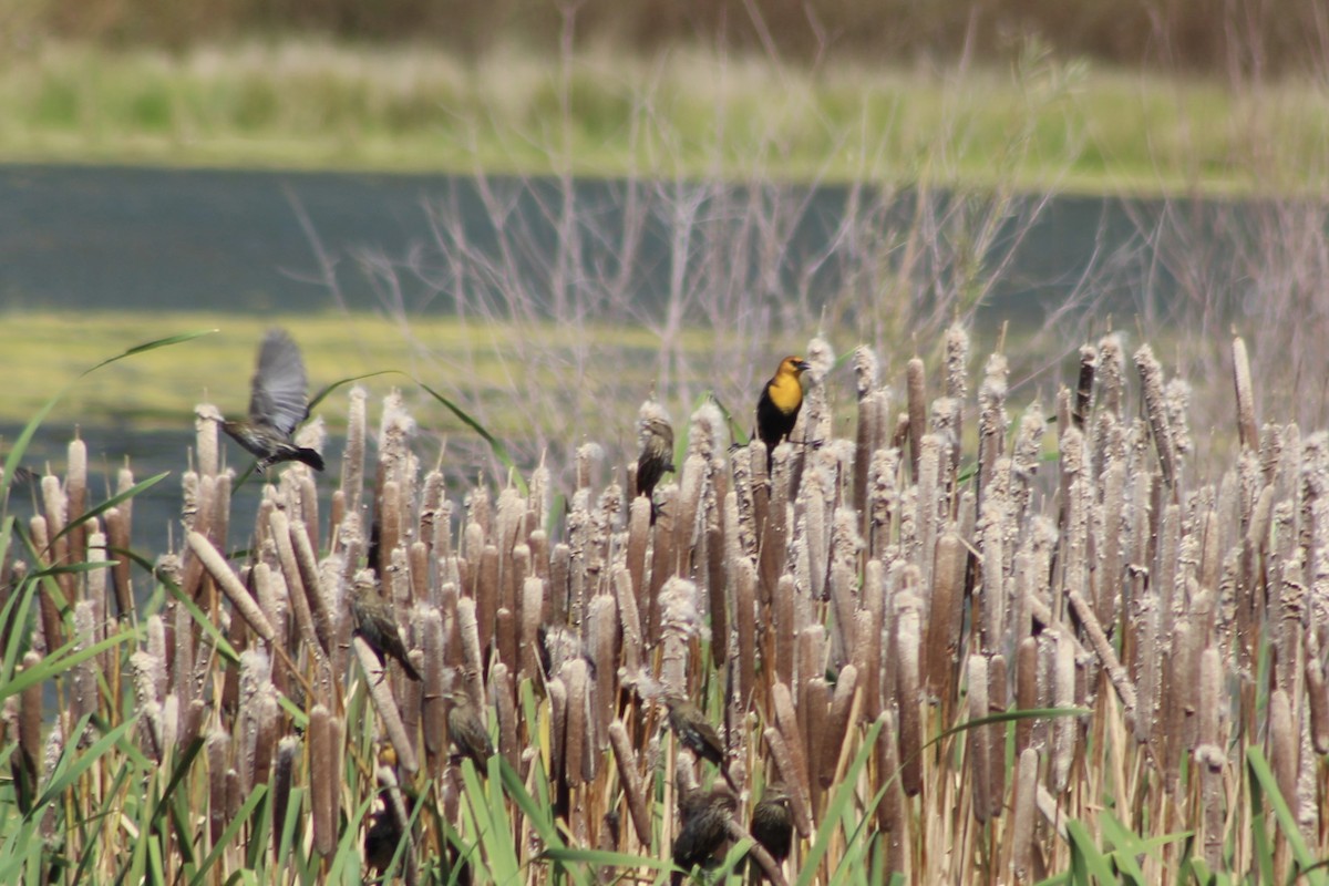 Yellow-headed Blackbird - ML496033751