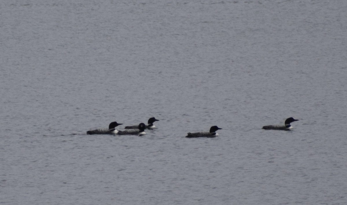 Common Loon - ML496035001