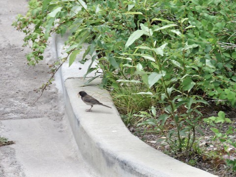 Dark-eyed Junco (Oregon) - ML496035291