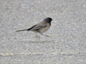 Dark-eyed Junco (Oregon) - ML496035311