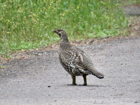 Dusky Grouse - ML496035541