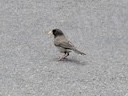 Dark-eyed Junco (Oregon) - ML496036531