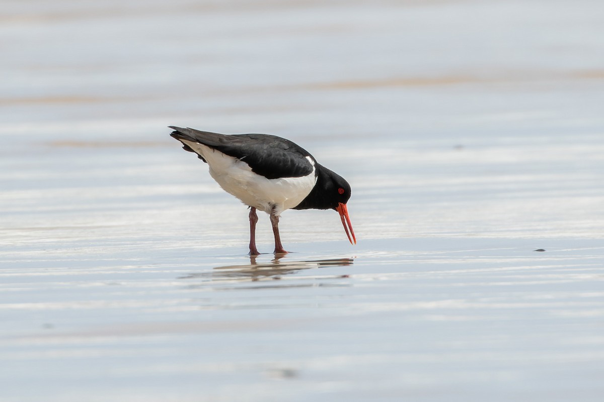 Pied Oystercatcher - ML496037181