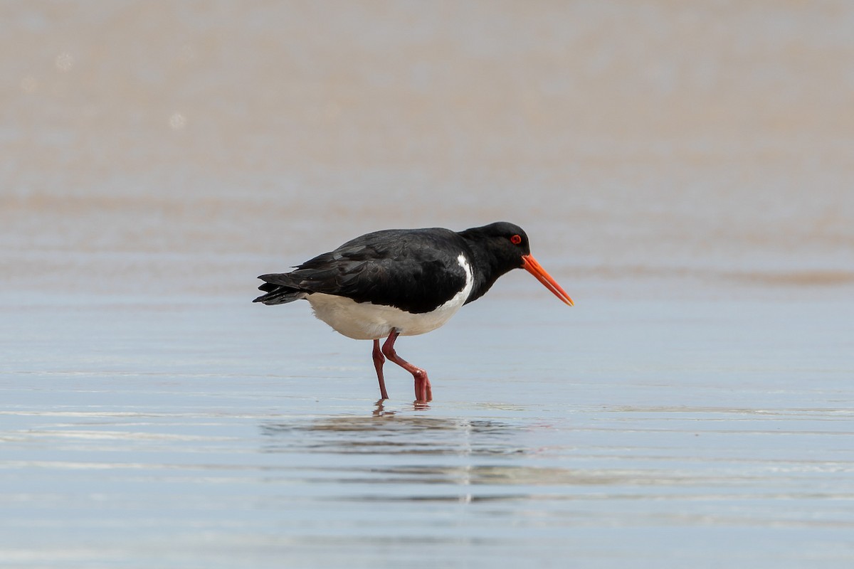 Pied Oystercatcher - ML496037191