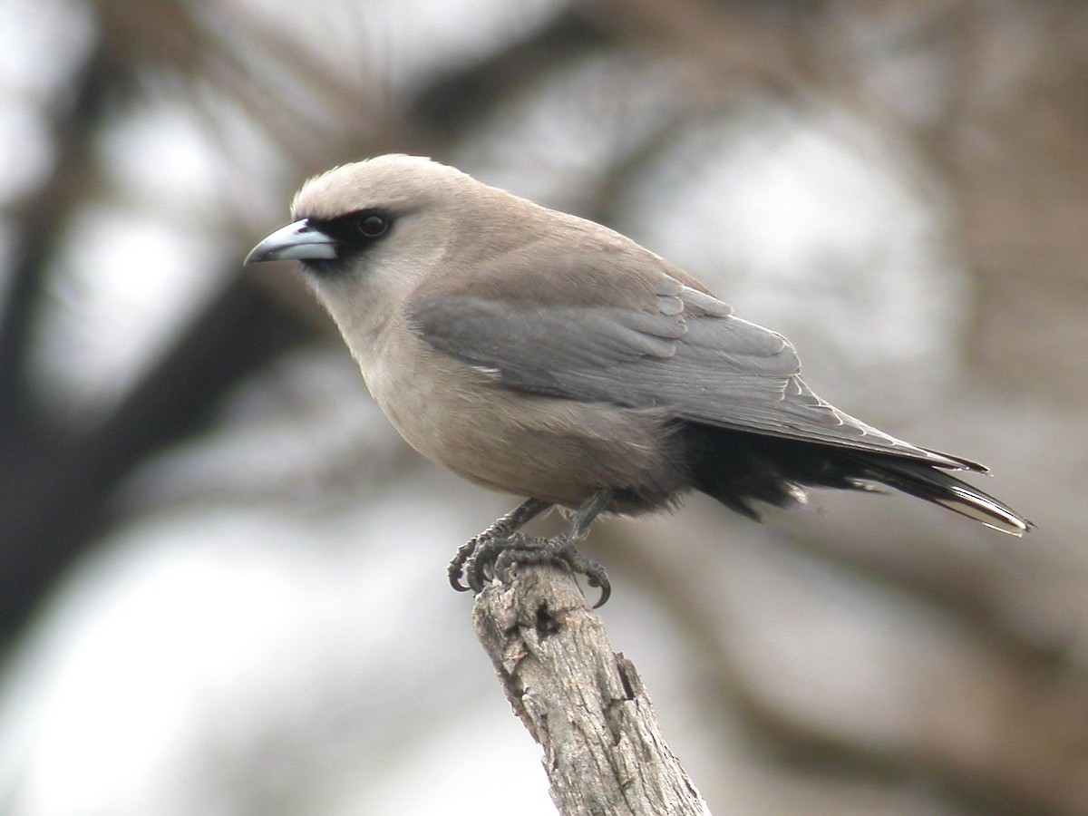 Black-faced Woodswallow - John C Sullivan