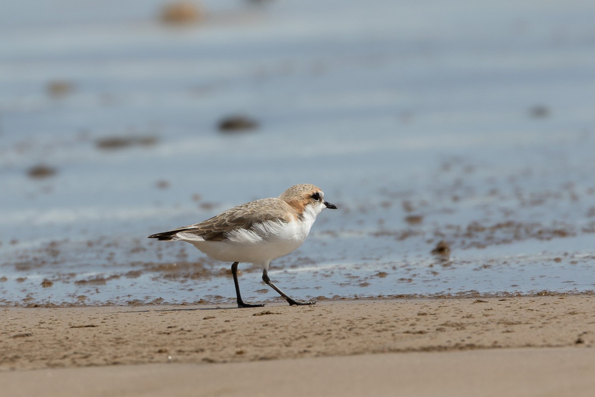 Red-capped Plover - ML496037251