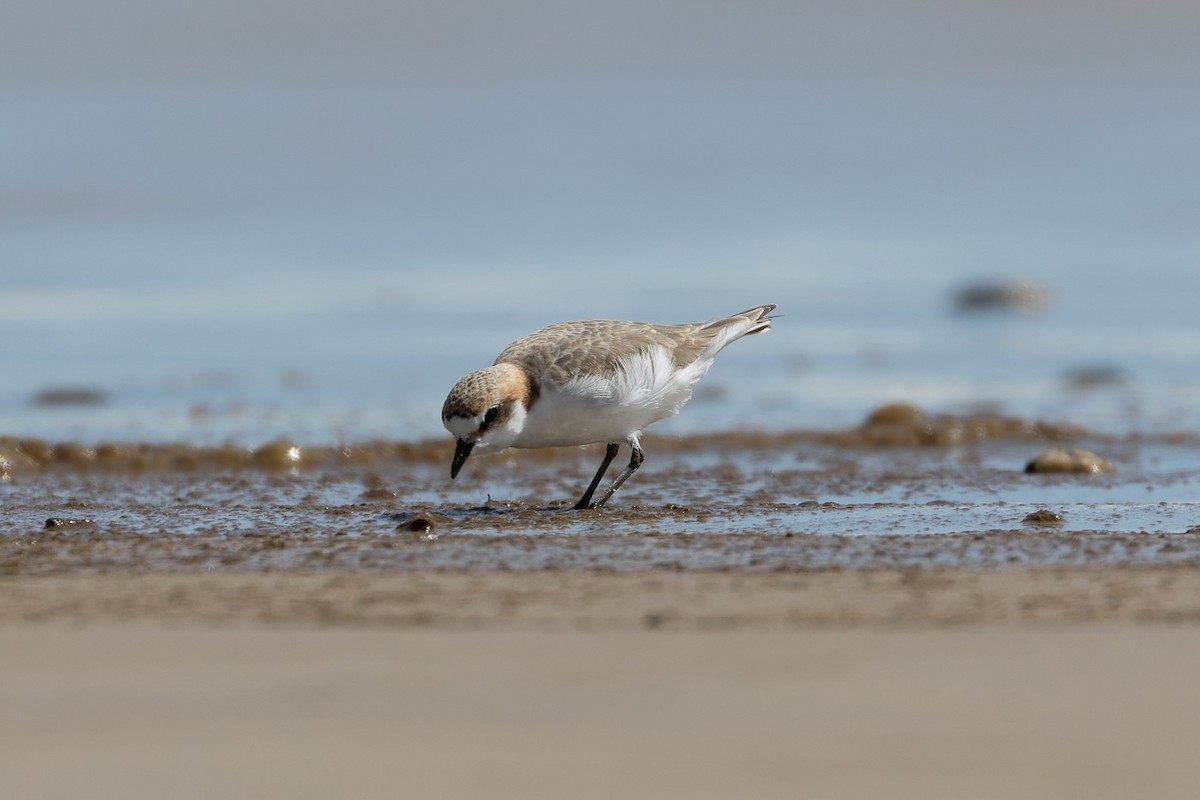 Red-capped Plover - ML496037261