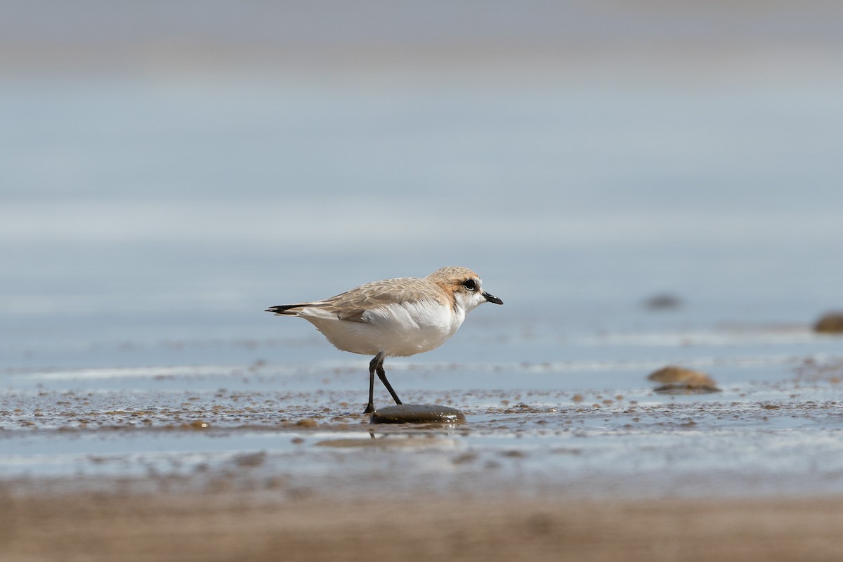 Red-capped Plover - ML496037281