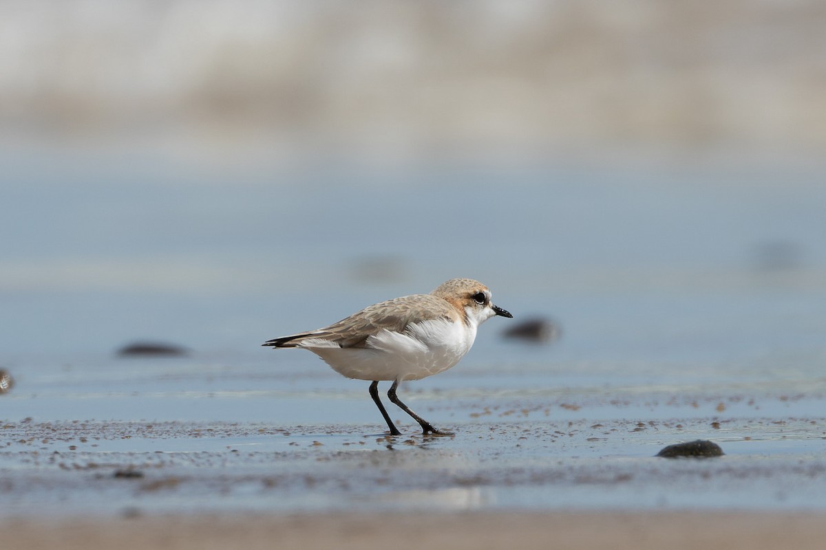 Red-capped Plover - ML496037291