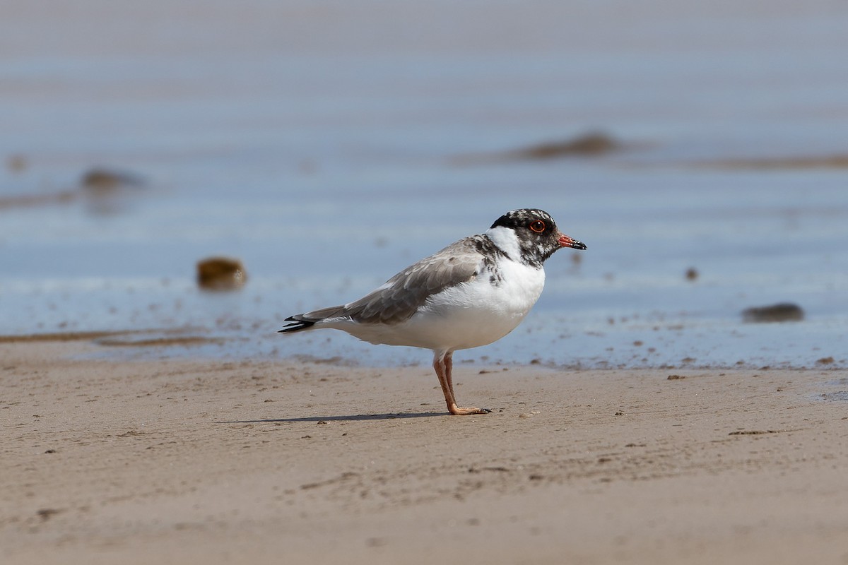 Hooded Plover - ML496037451