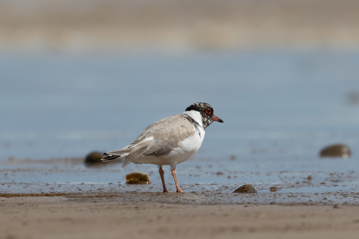 Hooded Plover - ML496037461