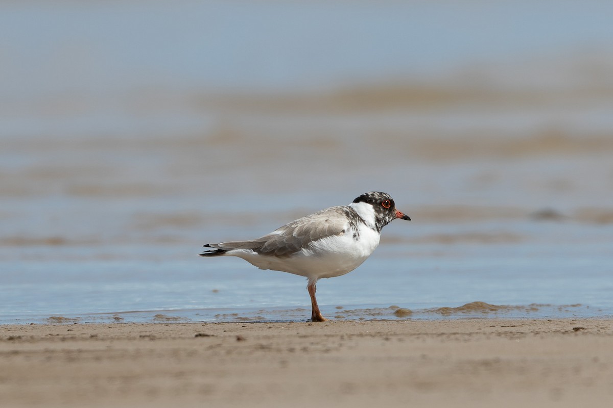 Hooded Plover - ML496037471