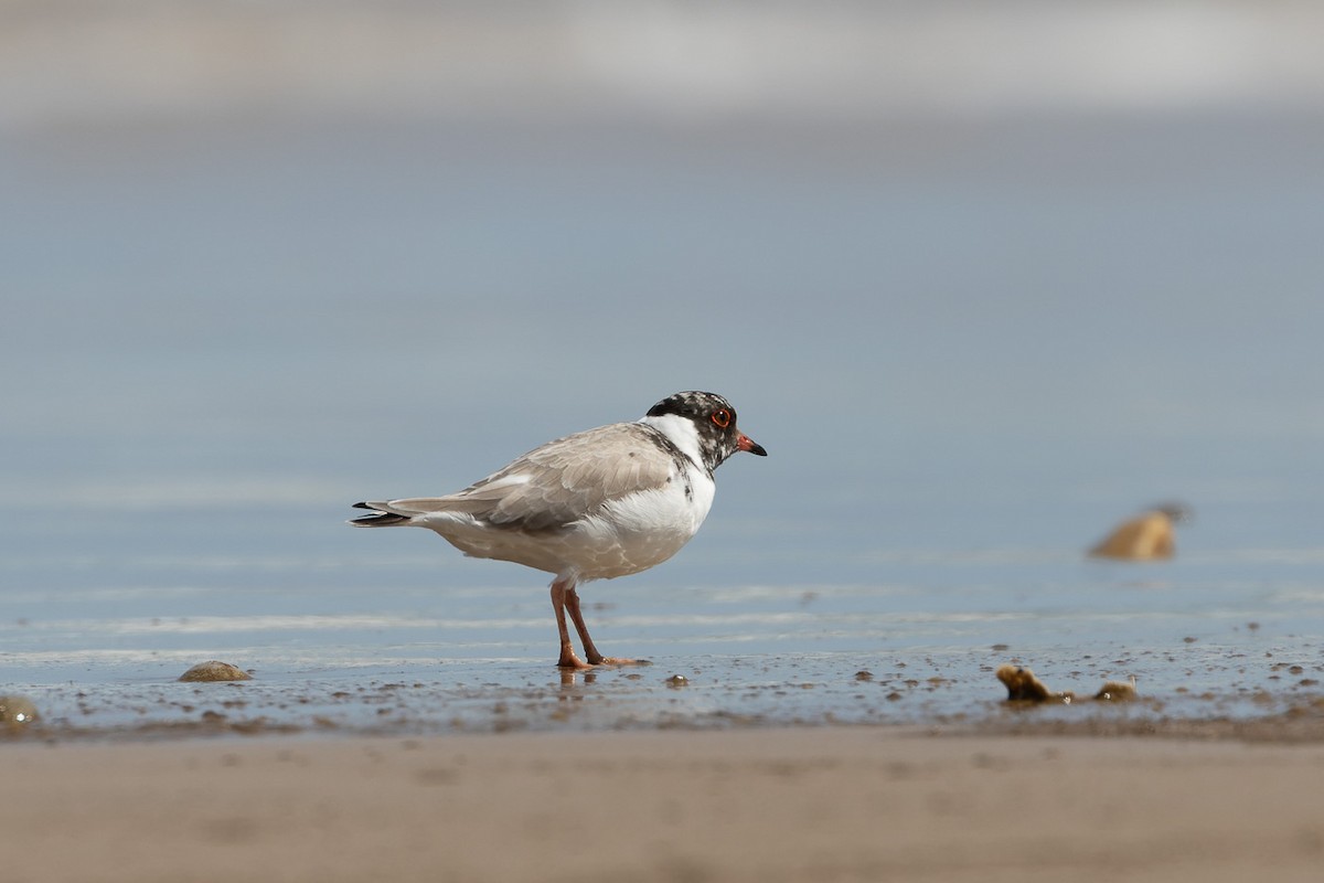 Hooded Plover - ML496037481