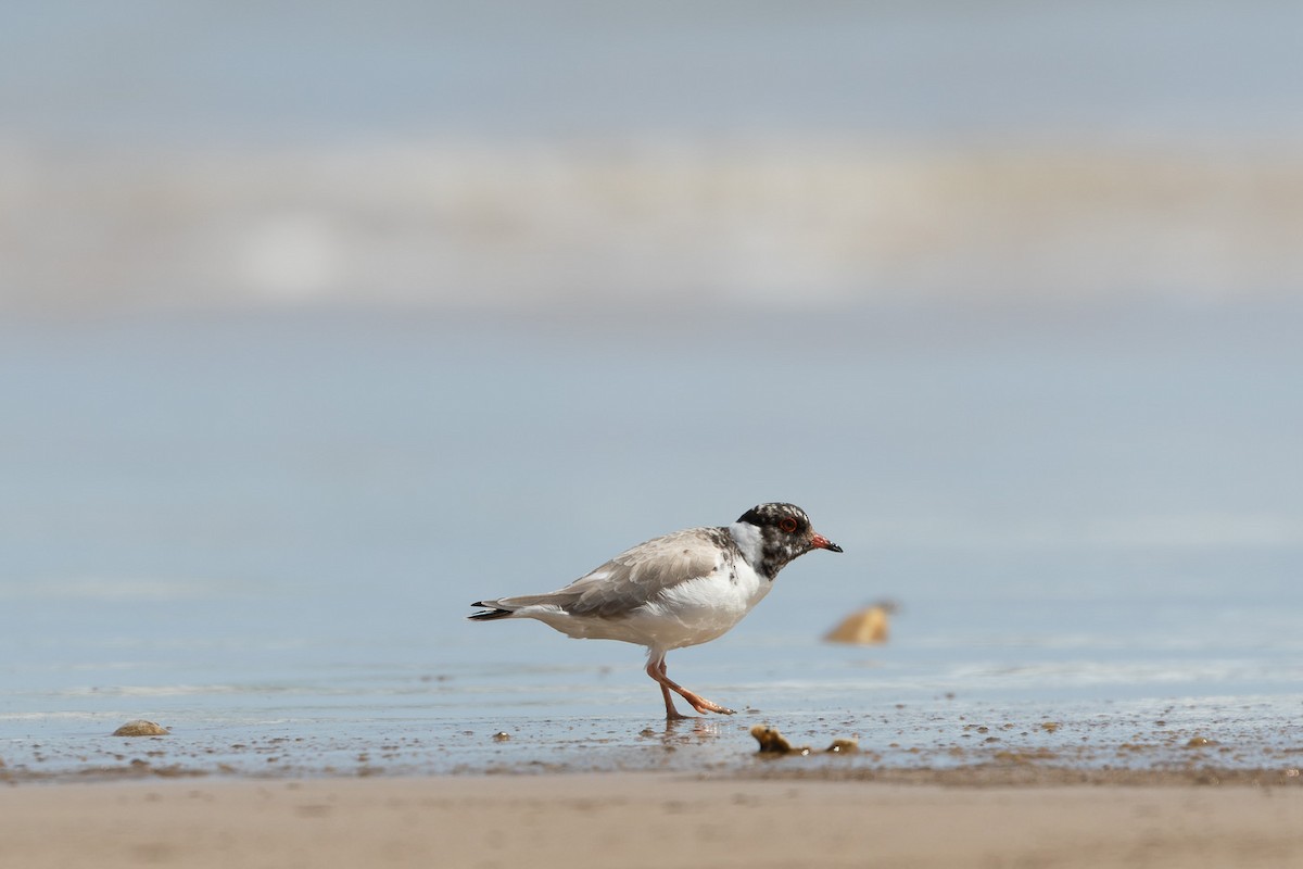 Hooded Plover - ML496037501