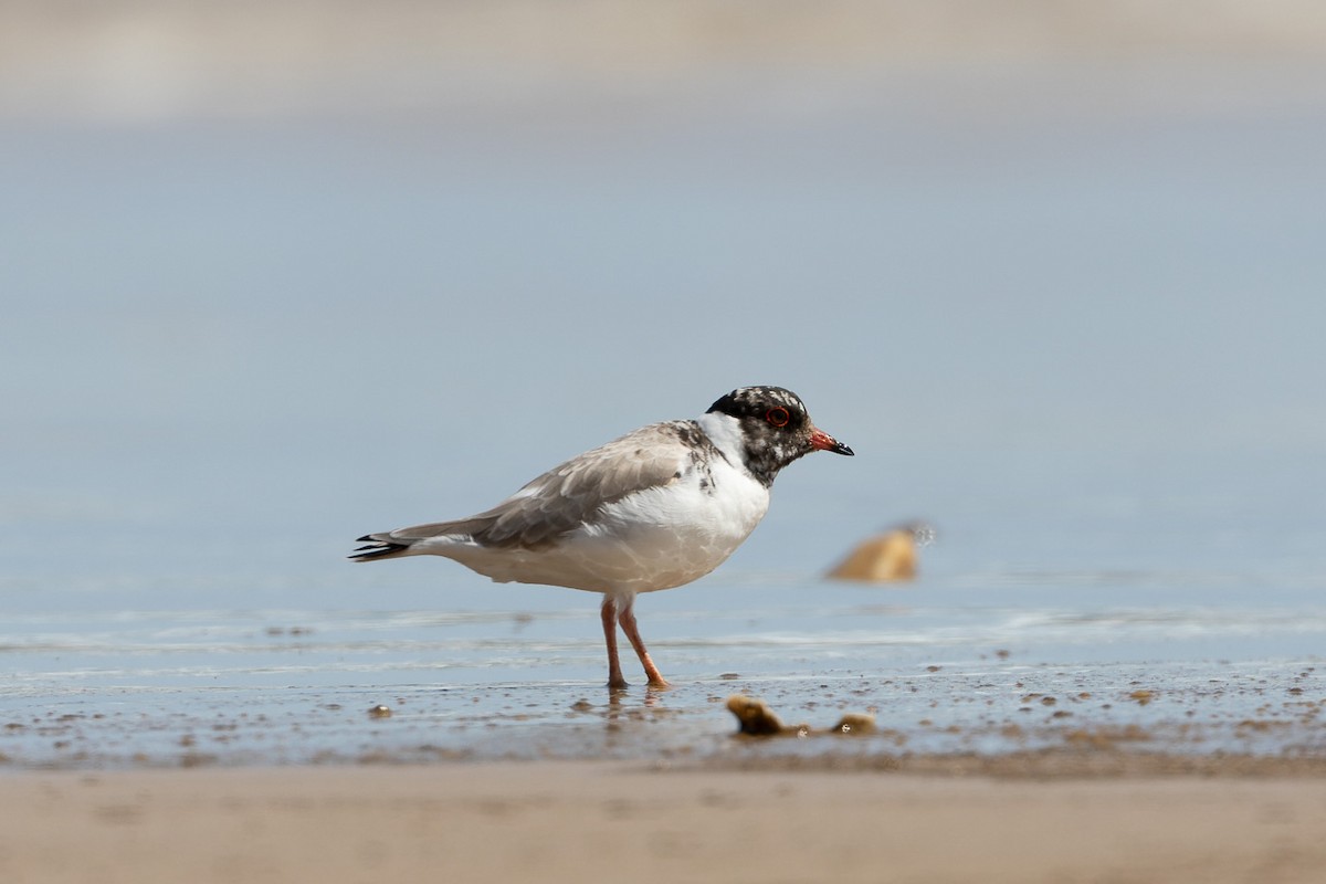 Hooded Plover - ML496037511