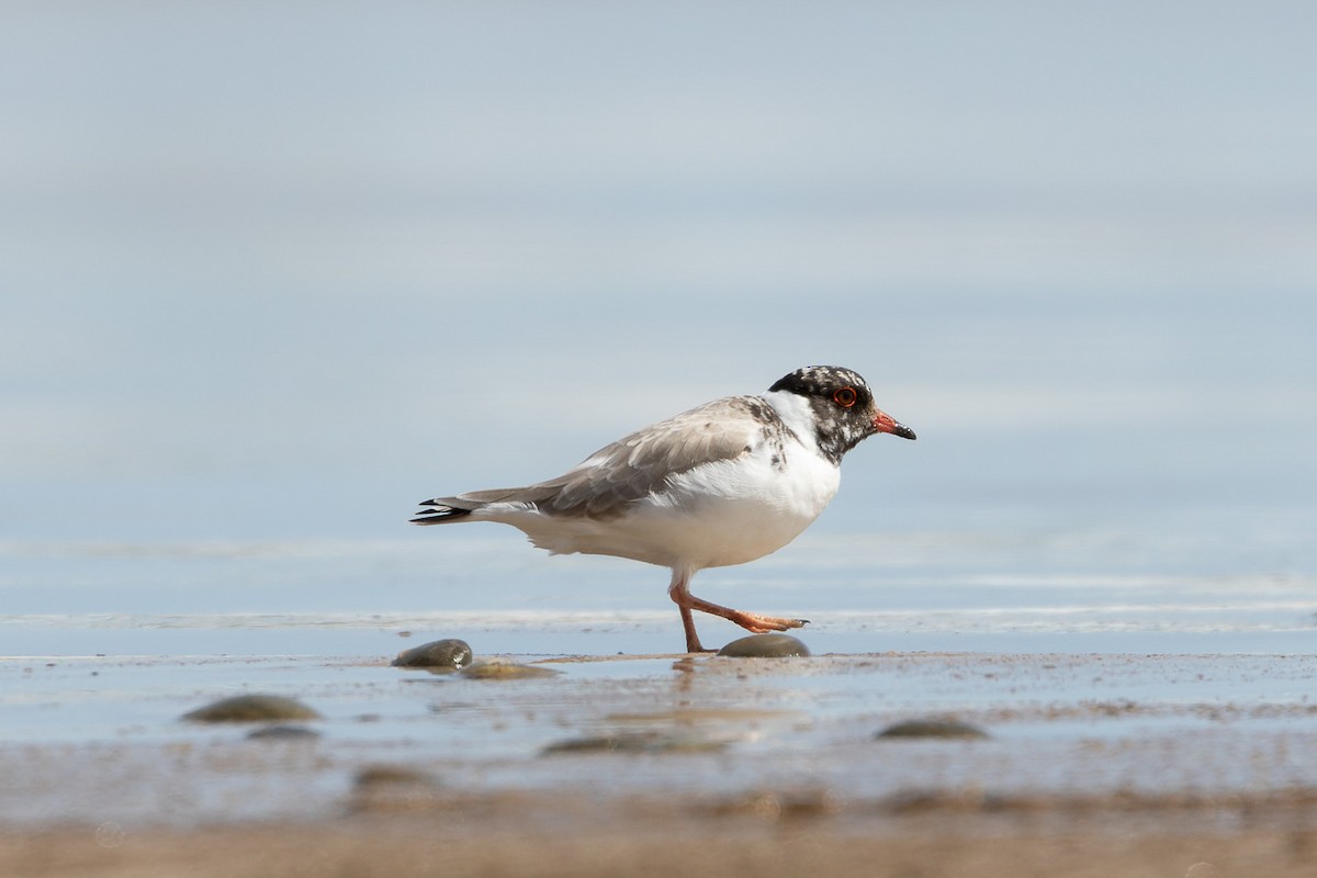 Hooded Plover - ML496037521