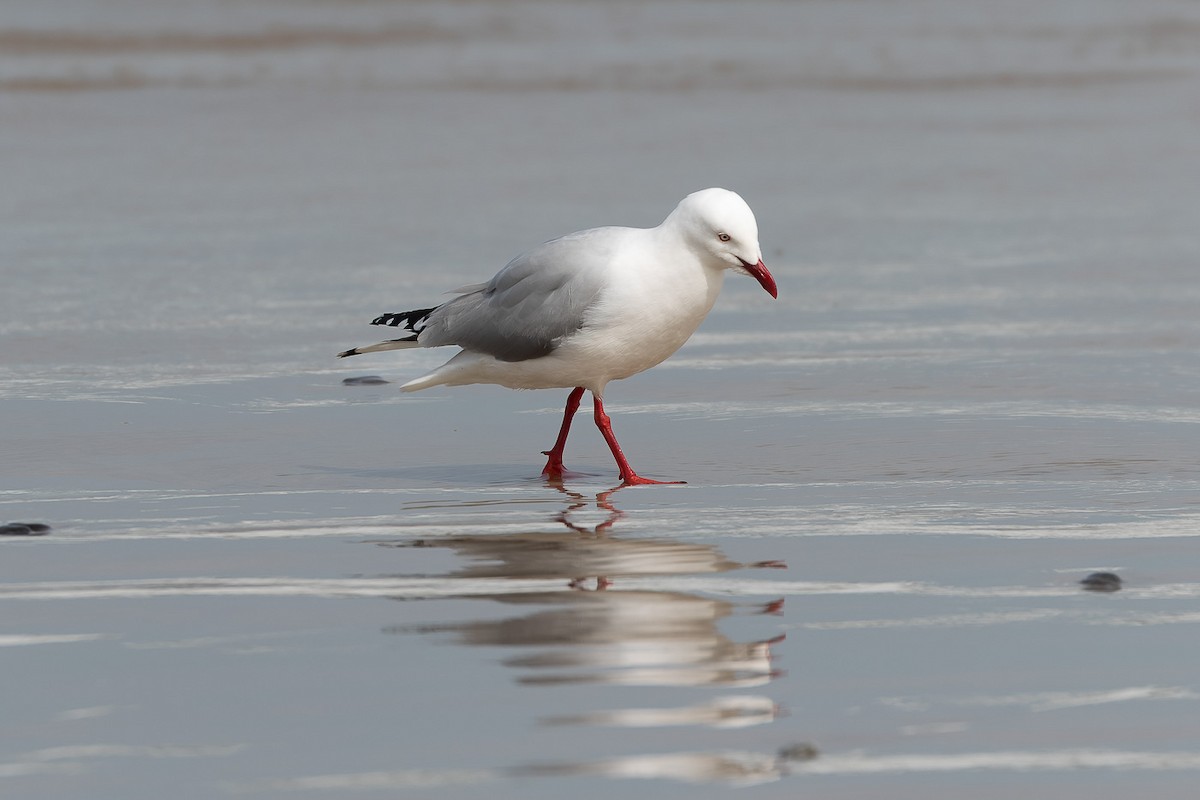 Silver Gull (Silver) - ML496037601