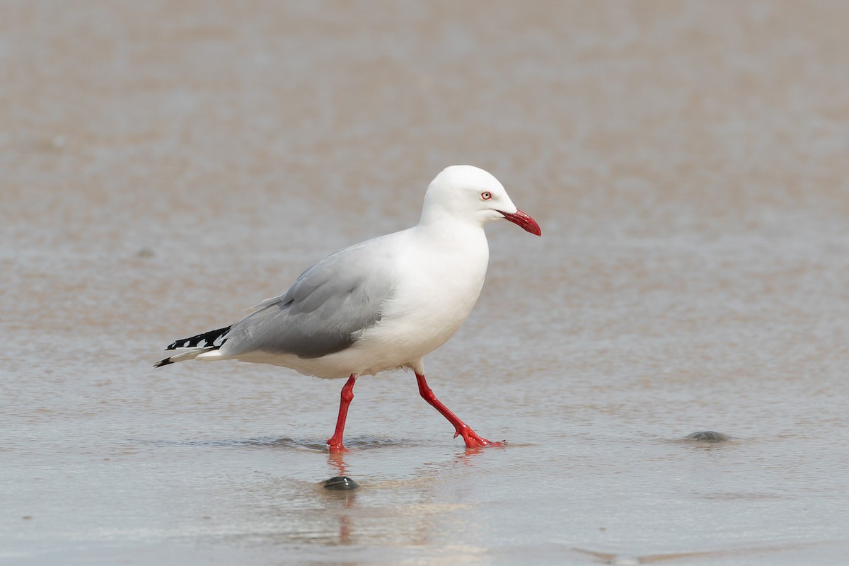 Silver Gull (Silver) - ML496037611