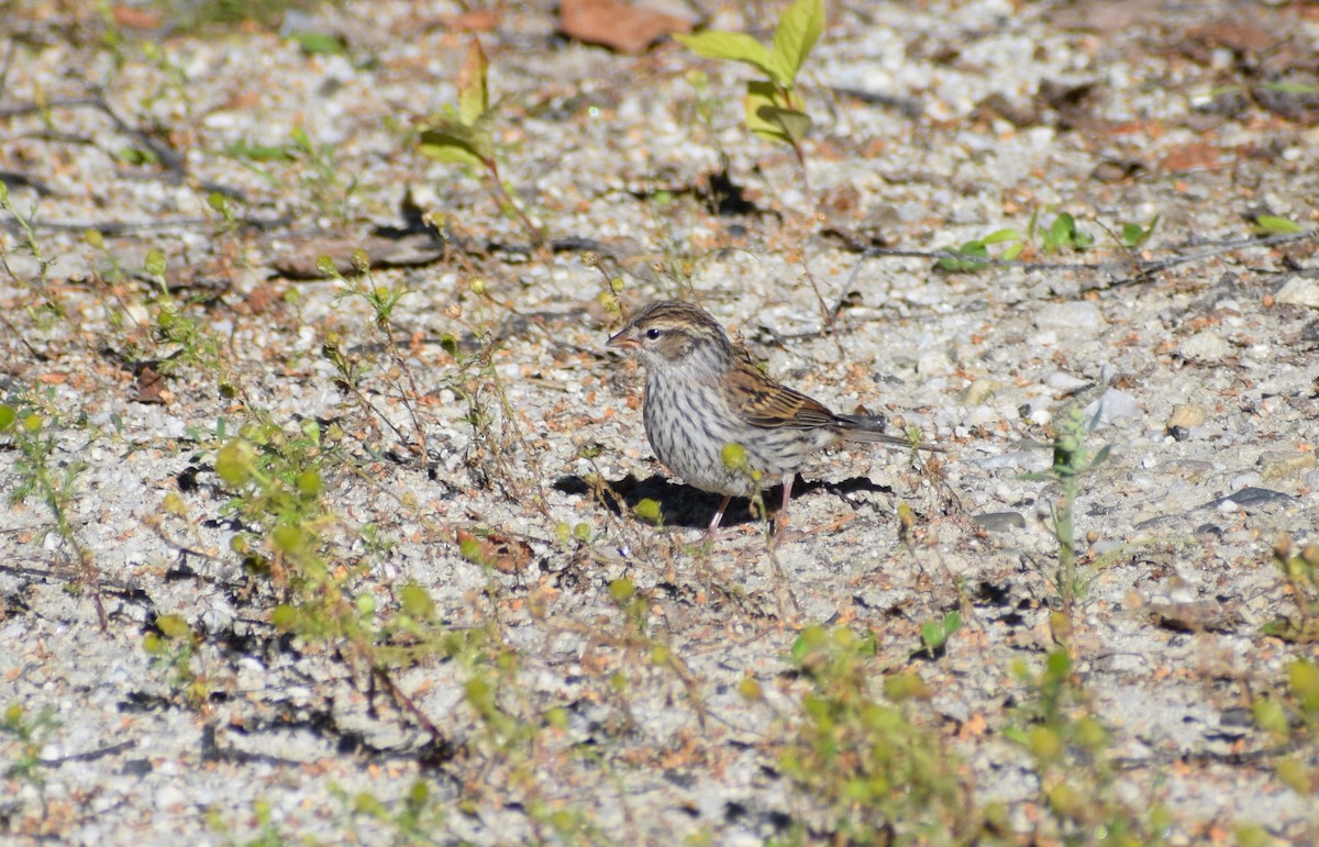 Chipping Sparrow - ML496038211