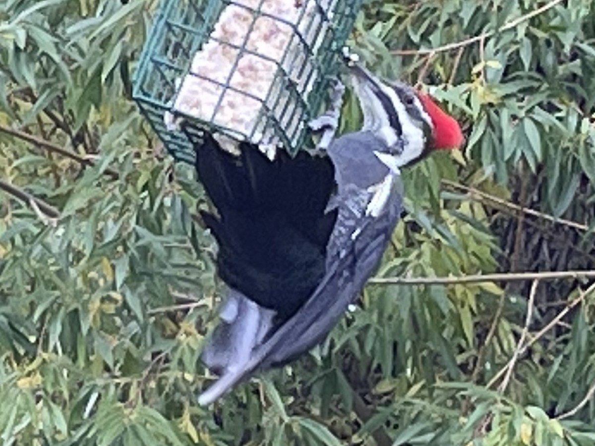 Pileated Woodpecker - Carmen Winslow