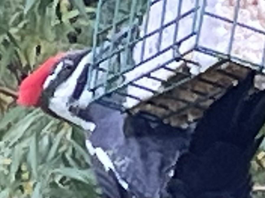 Pileated Woodpecker - Carmen Winslow