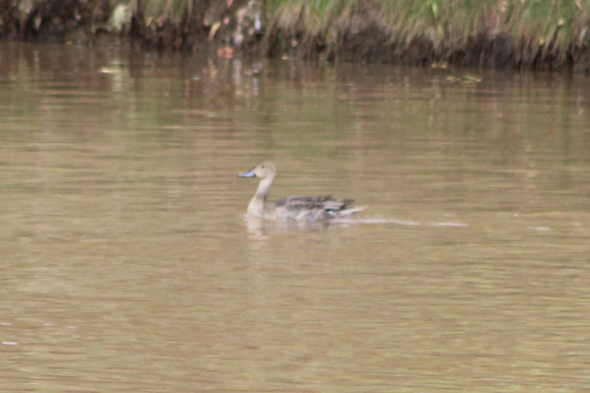 Northern Pintail - Jake Thompson