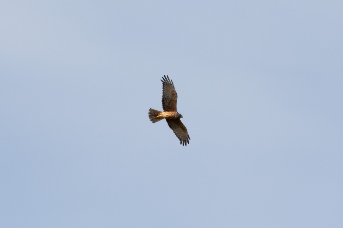 Sumpfweihe - ML496039711