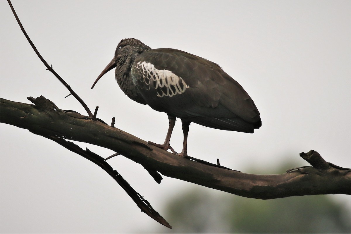 ibis etiopský - ML496039891