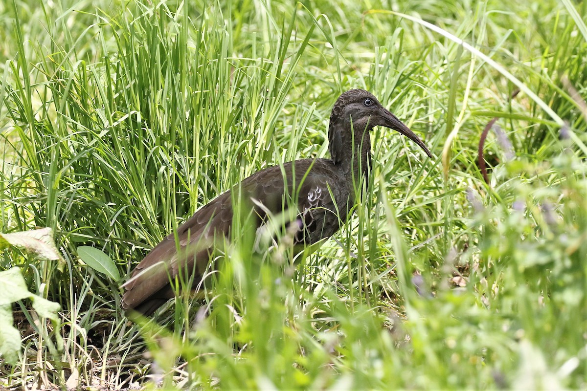 ibis etiopský - ML496039901