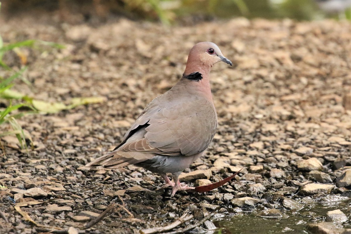 Red-eyed Dove - ML496040211