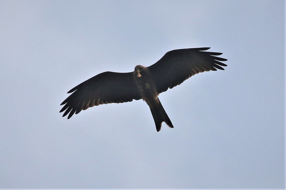 黑鳶 - ML496040841