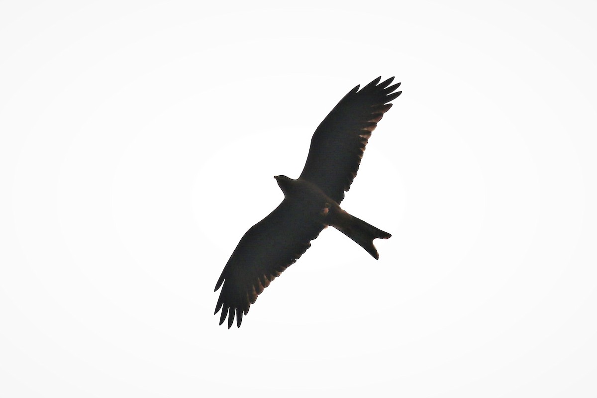 Black Kite - ML496040851