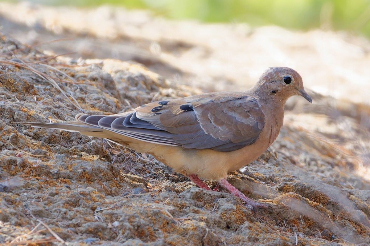 Mourning Dove - David Le