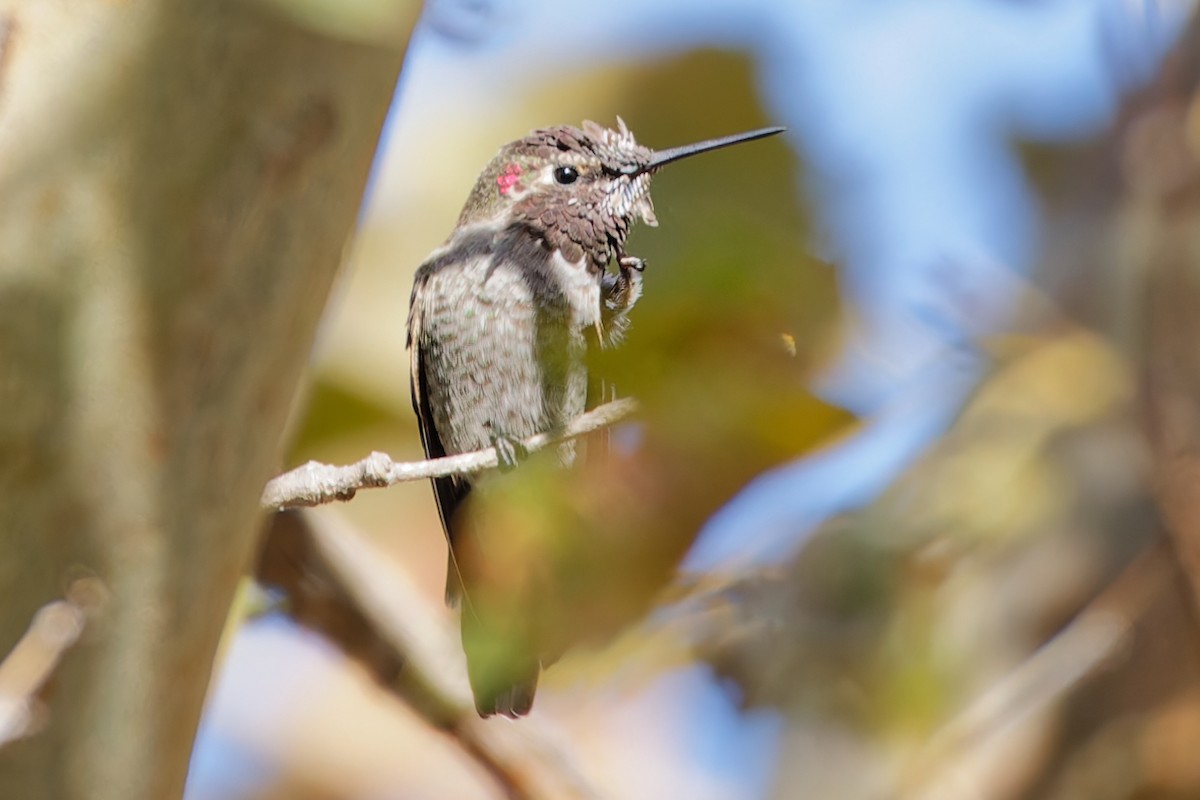 Anna's Hummingbird - ML496041811