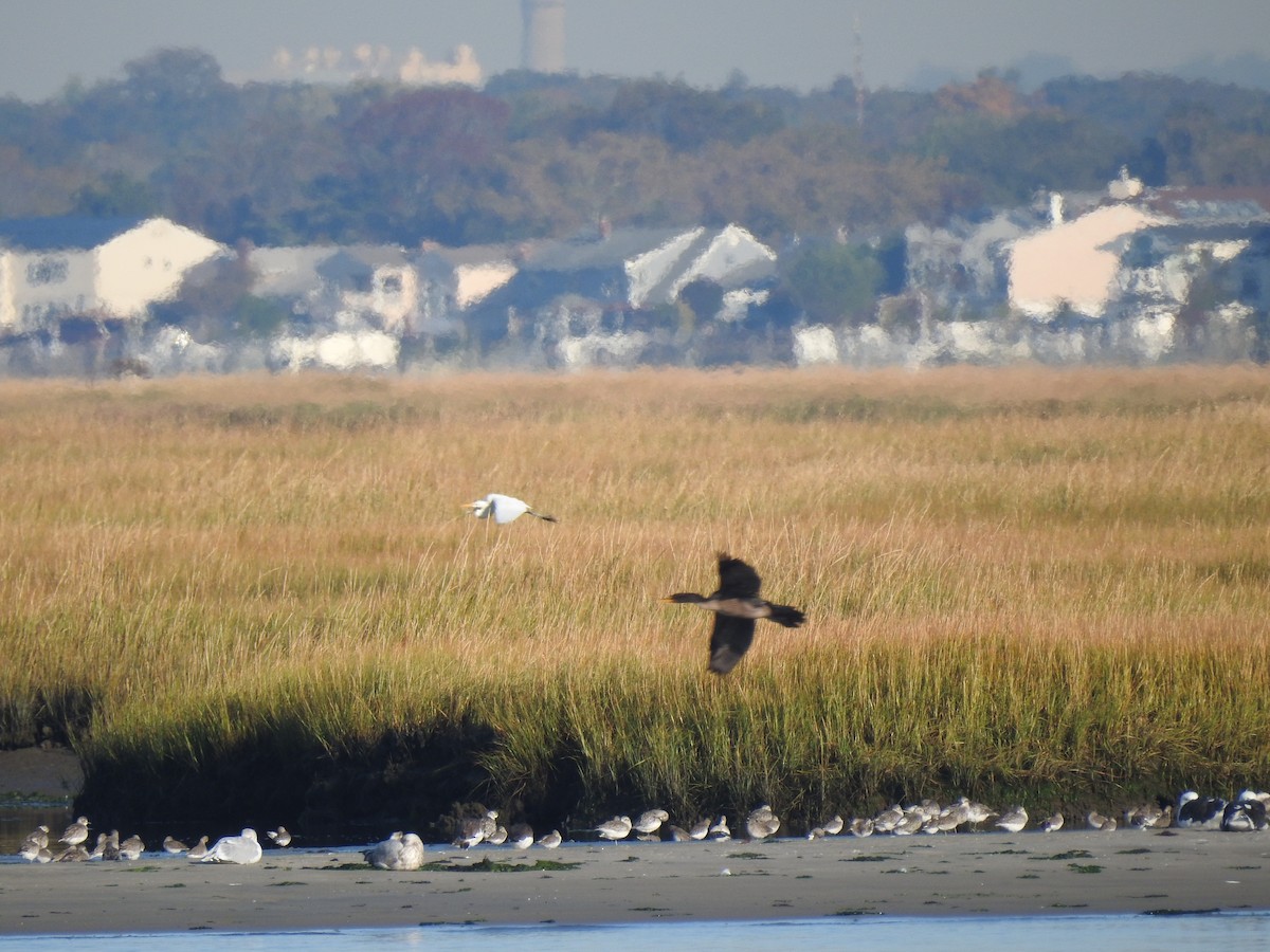 Great Egret - ML496042231