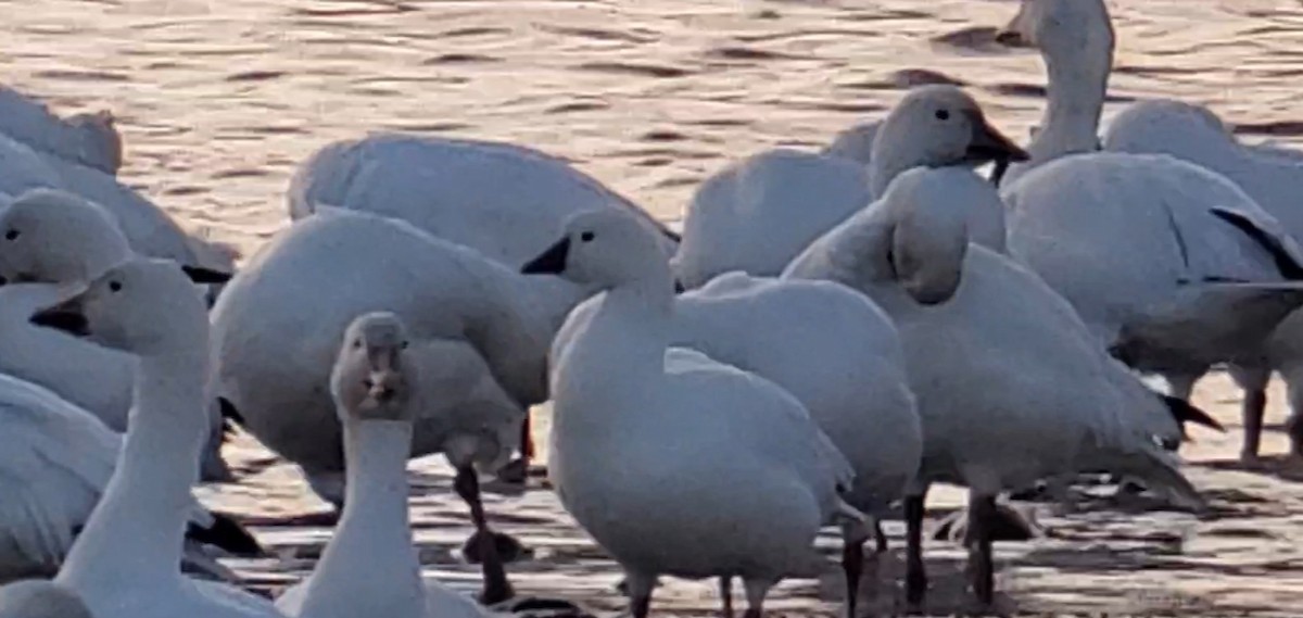 Ross's Goose - ML496042471