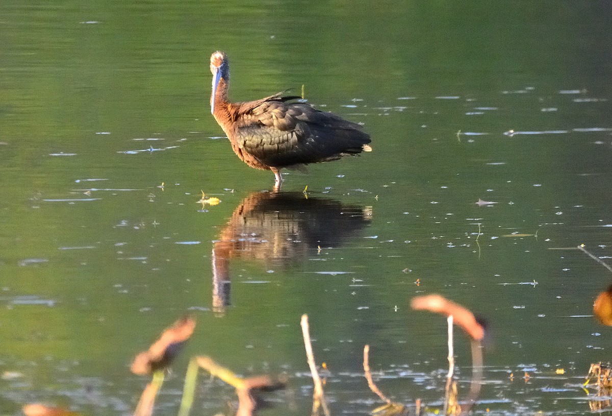 Glossy Ibis - ML496045151