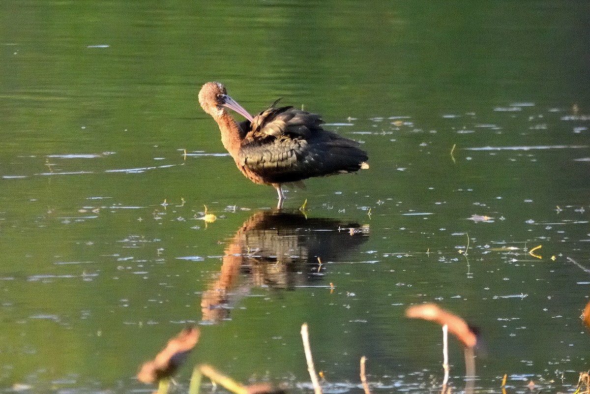 Glossy Ibis - ML496045171