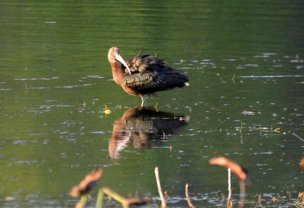 Glossy Ibis - ML496045191