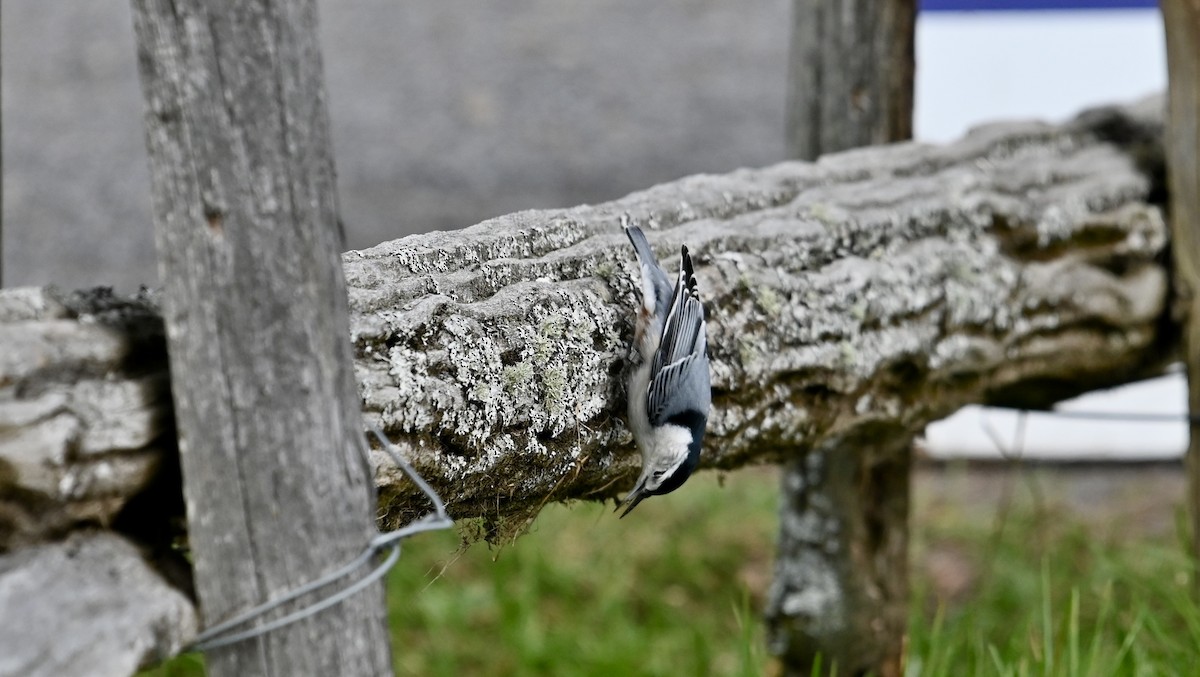 White-breasted Nuthatch - ML496045251