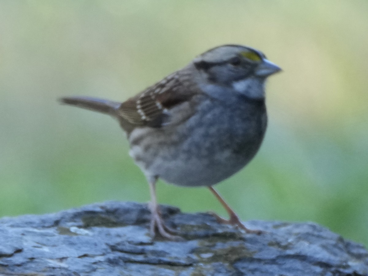 White-throated Sparrow - ML496045721