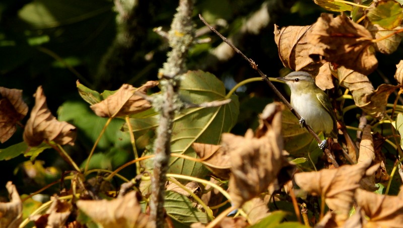 Red-eyed Vireo - ML496046341